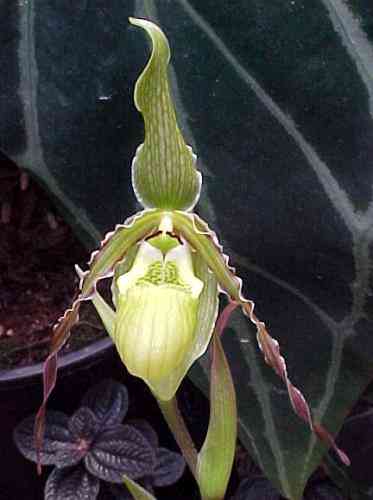 Phragmipedium pearcei 